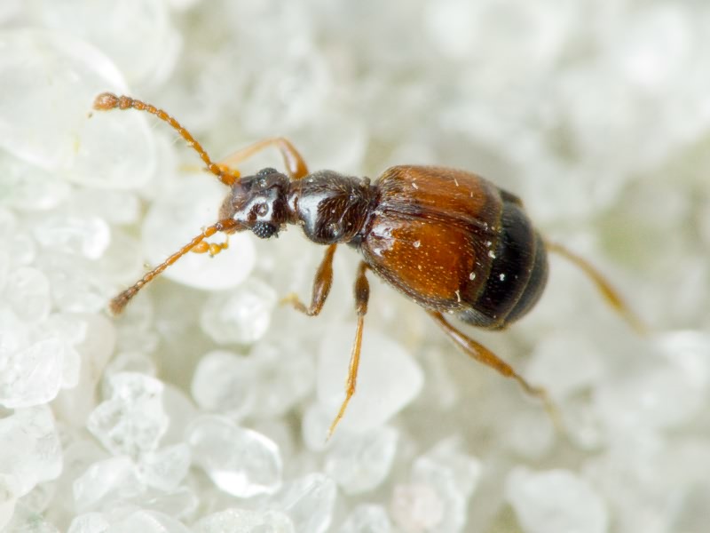 Rybaxis longicornis (Leach, 1817)